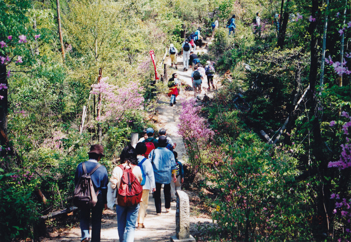 A trail to Mt. Rengeji