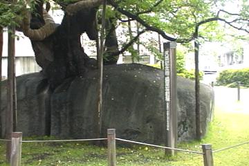 石割桜