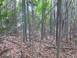 永町山城址（頂上）