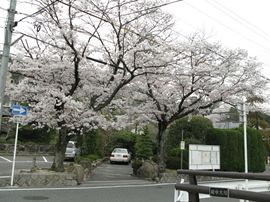 T氏邸入り口の二本桜