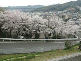 旭丘団地入口の桜並木