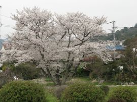 K氏邸の桜