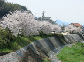 上温品第四公園の桜並木