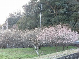 横見谷地区の梅林