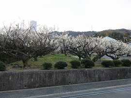 小出地区の梅林