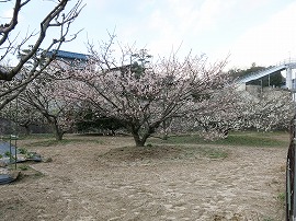 磯合地区の梅林