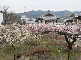 岩谷寺近くの梅林